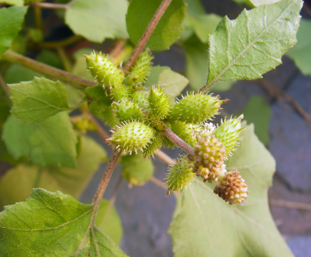 甄選原生特品，溯源自然歸屬